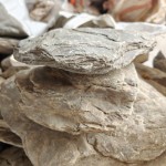 Aquarium Schist – Layered Natural Stone
