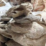 Aquarium Schist – Layered Natural Stone