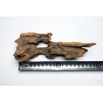 Natural Driftwood Tree Trunk for micro landscape Shrimp Driftwood